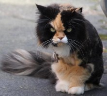 AngryCat